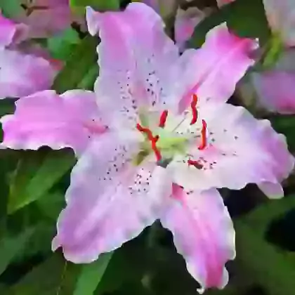 Oriental Hybrids